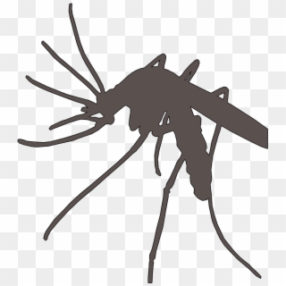 Mosquito Vector Marsh - Malaria Mosquito Png Clipart