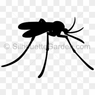 Mosquito Clipart Insect - Mosquito - Png Download