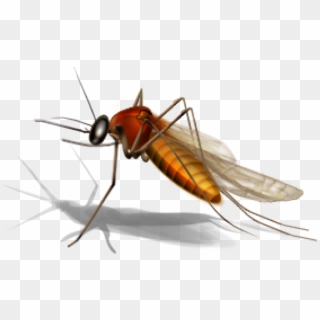 Mosquito Png Transparent Images - West Nile Virus Mosquito Clipart