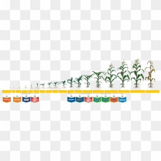 Herbicidas - Maíz Clipart
