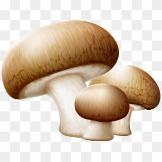 Common Mushroom Edible Mushroom Clip Art - Transparent Background Mushroom Clip Art - Png Download