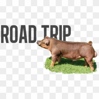Backroad X Red Flash - Domestic Pig Clipart