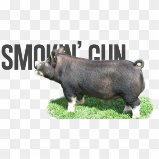 Smokin' Gun - Domestic Pig Clipart
