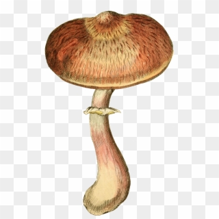 Mushrooms Vector Flat - Russula Integra Clipart