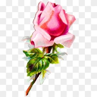 Rose Flower Floral Shabby Chic Image Digital Clipart - Rose - Png Download