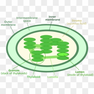 File - Chloroplast Diagram - Svg - Chloroplast Diagram Clipart