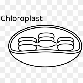 Animal Cell Diagram Unlabeled - Easy To Draw Chloroplast Clipart
