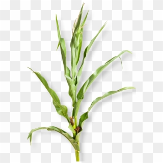 Corn Plant White Background , Png Download - Mais Plante Clipart