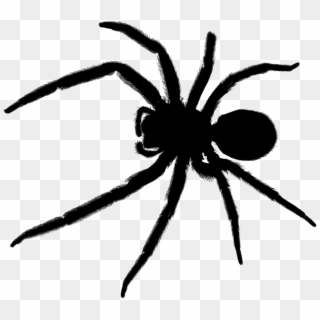 Transparent Background Spider Png Clipart