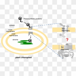 Preproteins Are Transported Into Chloroplasts By The - Illustration Clipart