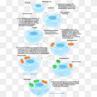 Although Evidence Is Less Convincing, It Is Also Possible - Endosymbiotic Theory Clipart