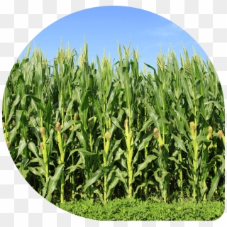 Result Result - Corn Field Clipart
