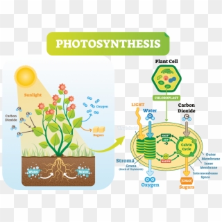 The Calvin Cycle - Plant Cell Photosynthesis Clipart