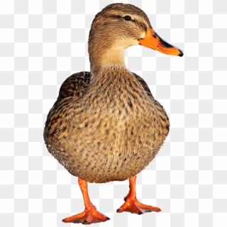 Animals - Ducks - Duck Png Clipart