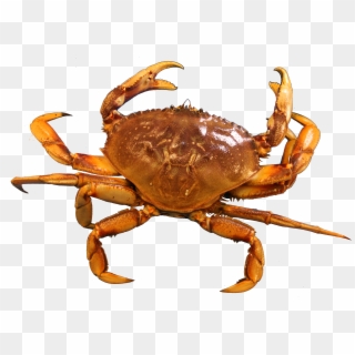 Clip Free Library Png - Crab In Png Transparent Png