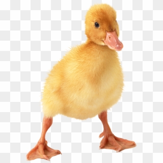 Free Png Images - Duckling Png Clipart