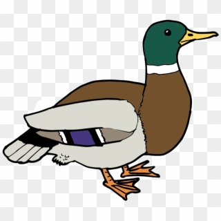 800 X 760 10 - Clipart Pictures Of Duck - Png Download