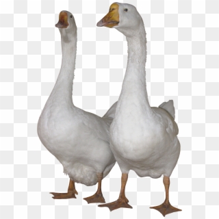 Download - Gooses Png Clipart