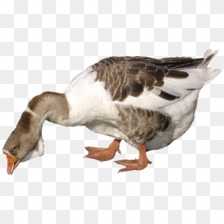 Download - Goose Png Clipart