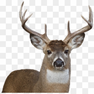 Deer Png Face - Transparent Background Deer Png Clipart