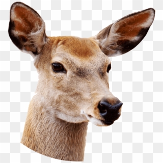 Female Deer Close Up - Deer With White Background Clipart