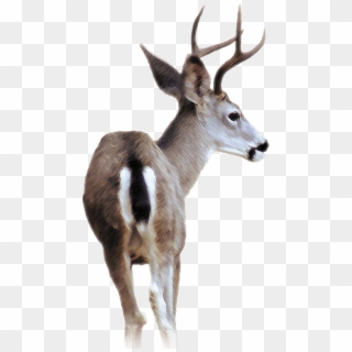 Blacktail Deer - Black Tailed Deer Transparent Clipart