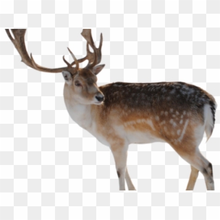Deer Png Transparent Images - Difference Between A Caribou Clipart