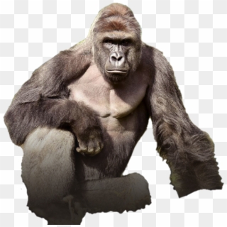 Harambe Png - Gorilla Cincinnati Clipart