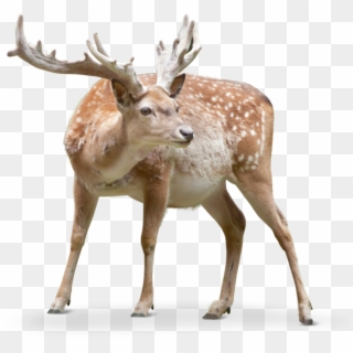Another Clear Difference Is That The Persian Fallow - Fallow Deer Png Clipart