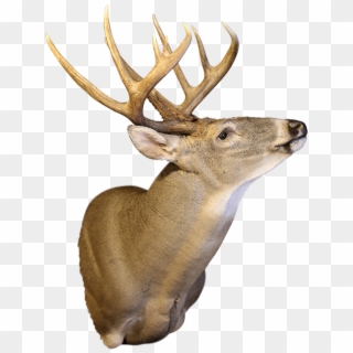 We Take Pride In Our Taxidermy And Strive To Create - Mounted Deer Transparent Clipart