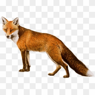 Real Fox Png - Red Fox No Background Clipart