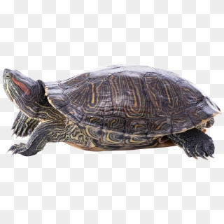 Turtle Png - Terrapins Animal Clipart