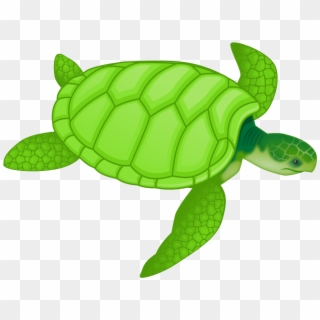 Turtle Png Clipart - Green Sea Turtle Clipart Transparent Png