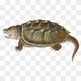 Free Png Download Snapping Turtle Illustration Png - Snapping Turtle Clip Art Transparent Png