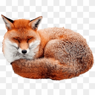 Download Fox Png Images Background - Gif Fox Snow Clipart