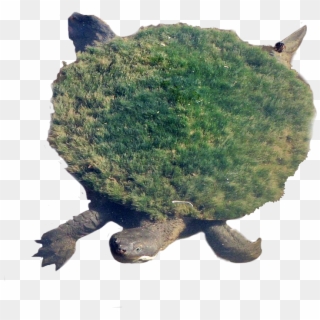 Snapping Turtle Png Transparent Images - Mary River Turtle Clipart