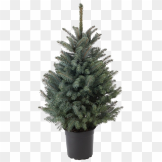 Blue Spruce - Christmas Tree Clipart