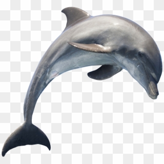 1294 X 1174 - Dolphin Png Clipart