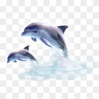 Dolphin Png Image - Jumping Out Of The Water Clipart