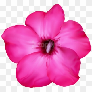Download Flower Pink Png Images Background - Desert Rose Drawing Clipart