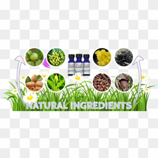 Zetaclear Ingredients - Superfood Clipart