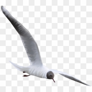 13 Clipart