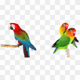 Tienda De Animales - Papa's Parrot Clipart