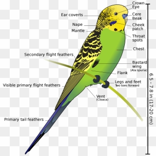 Anatomy And Physiology Of Aves Vertebrate Zoology Draw - Budgerigar Bird Clipart