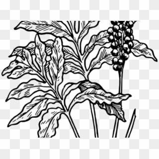 Desert Plant Png - Ferns Plants Clipart Black And White Transparent Png