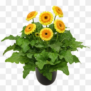 Painted Desert® - Yellow Flower In Pot Png Clipart