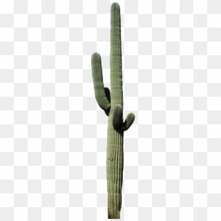 The Wildlife And Plants Desert Ironwood Olneya - Transparent Tall Cactus Clipart