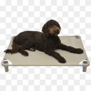 Our - Labradoodle Clipart