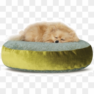 Luxury Velvet Dog Bed Large Teal Lime - Pomeranian Clipart