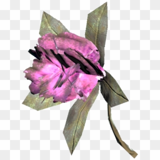 Rhododendron Flower - Rosa Glauca Clipart